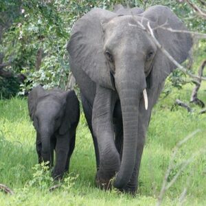 Last call for Africa's Wildlife