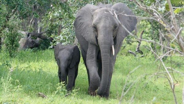 Last call for Africa's Wildlife