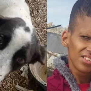 https://sadik-o.com - refugees and asylum seeekers - Medication for Ahmed and Food for Gaza's Homeless Animals