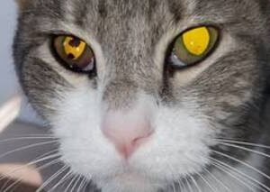 Please Help Save Oliver’s Sight