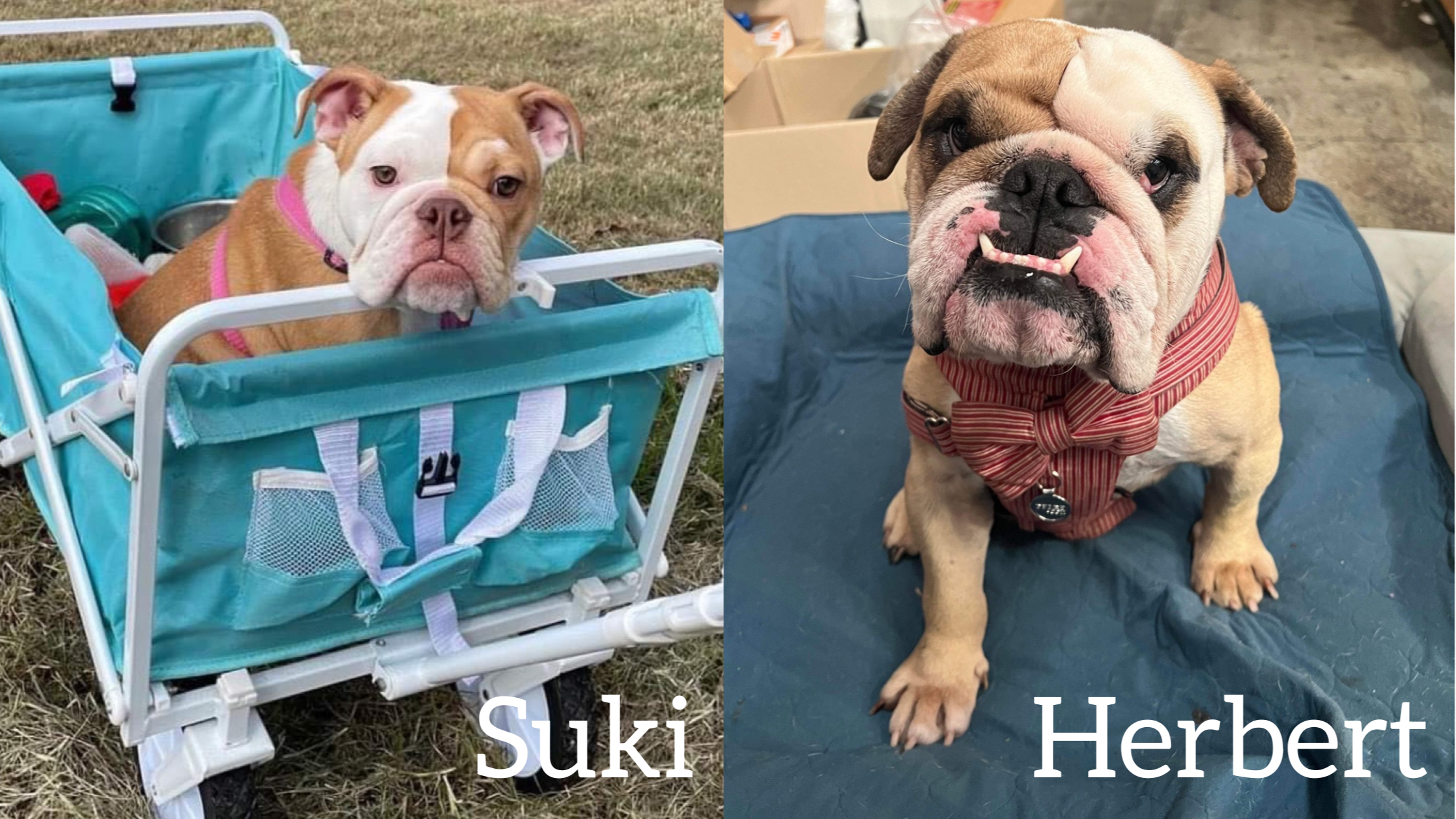 URGENT APPEAL for Bulldog Rescue Specialist Vet Care