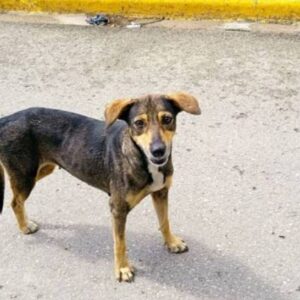 HELP BUILD A ROOF FOR THESE DEFENSE ANIMALS