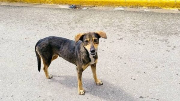 HELP BUILD A ROOF FOR THESE DEFENSE ANIMALS