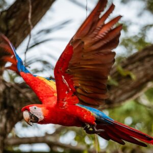 Scarlet Macaw Reintroduction Project