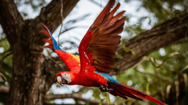 Scarlet Macaw Reintroduction Project