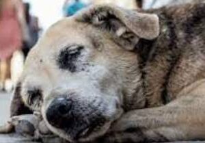 help feed the dog abandoned in a forest