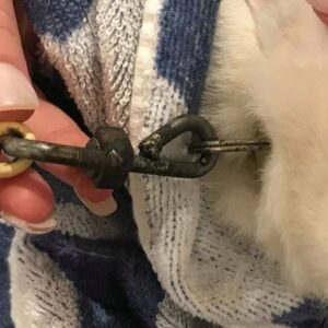 Help Lemon the rescue bunny and her baby with medical treatment