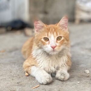 Give Them a Better Life: Help Save the Stray Cats of North Gaza