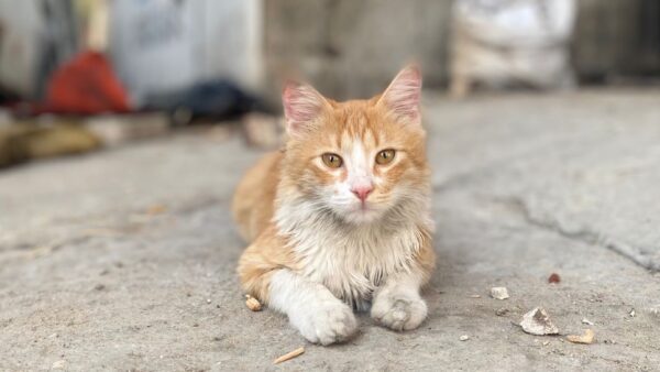 Give Them a Better Life: Help Save the Stray Cats of North Gaza