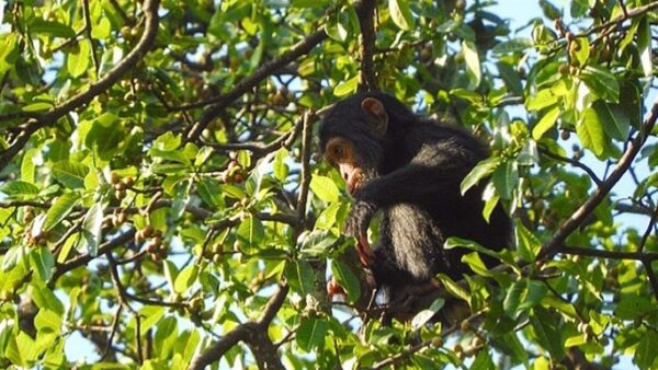 Endangered chimpanzee conservation: saving our closest cousins