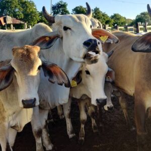 Help to buy enough hay