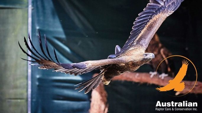 ARCC Inc - Rehabilitating Rescued Eagles