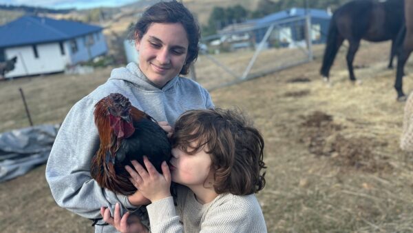 Roosters are being dumped and left to die.