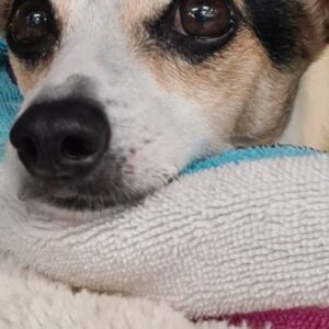 Helping hand needed please for Sweet Little Daddy Cool