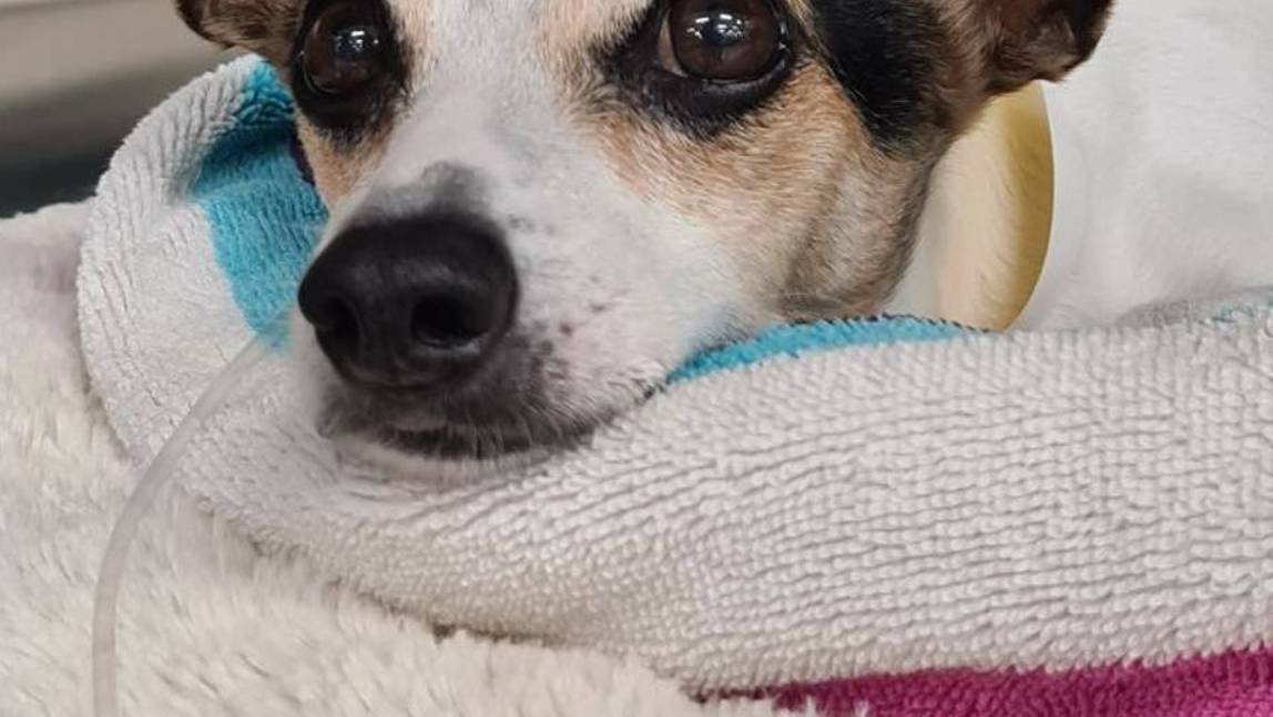 Helping hand needed please for Sweet Little Daddy Cool