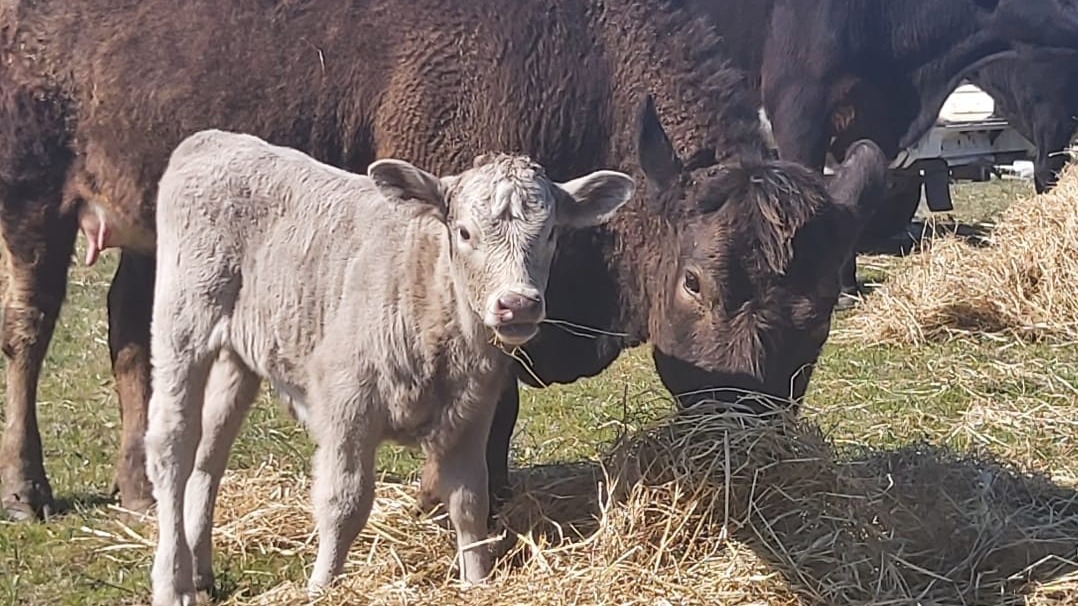 URGENT APPEAL Hay for Sanctuary Cows