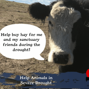 Help Sanctuary Animals in Severe Drought