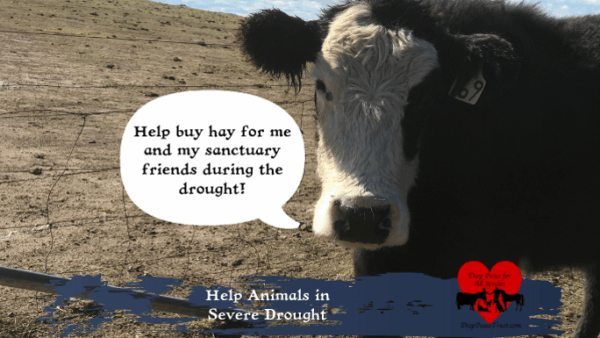 Help Sanctuary Animals in Severe Drought