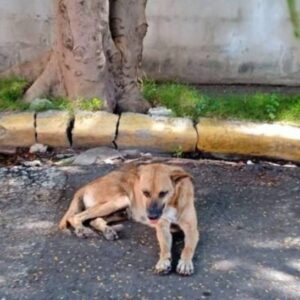 Encuentra un Hogar para un Perro Necesitado"