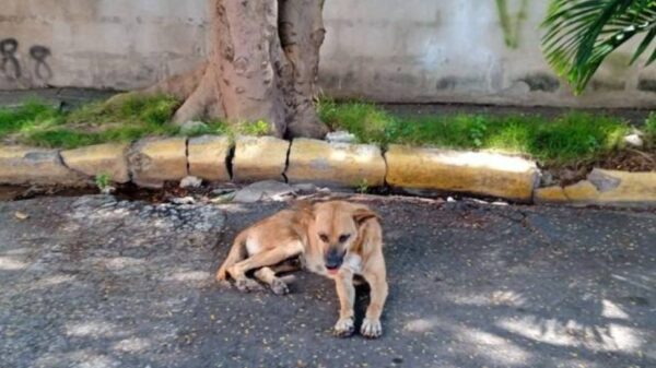 Encuentra un Hogar para un Perro Necesitado"