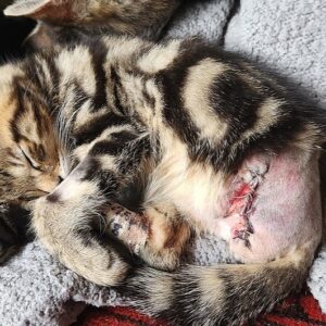 EMERGENCY SURGERY FOR BABY LENNY, PLEASE HELP!