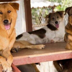 Help me buy medicines for the abandoned puppy