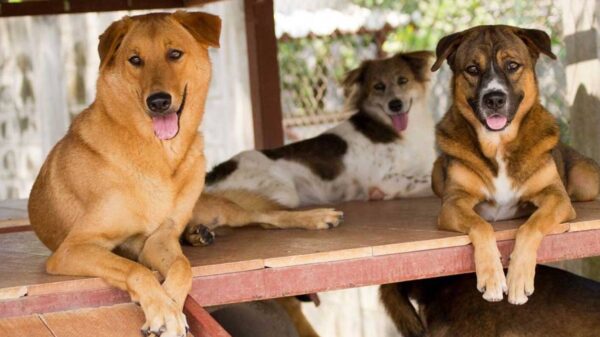 Help me buy medicines for the abandoned puppy
