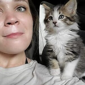 Homes for Wayward Kitties