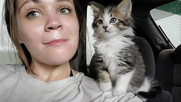 Homes for Wayward Kitties