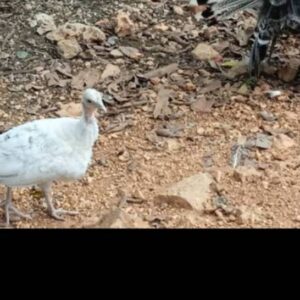 Help the hungry turkeys survive
