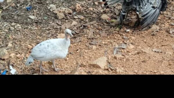 Help the hungry turkeys survive