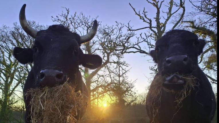 Urgent--Emergency Funds needed for Feed and Bedding at Heartstone