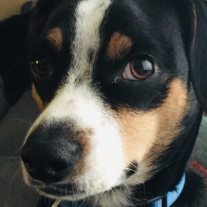 Save Kipper’s Life