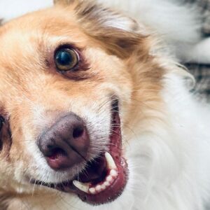 A new Home for Molly: Winning the Fight Against Mast Cell Tumour