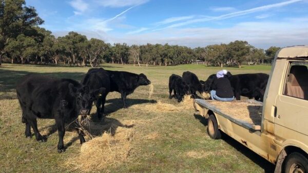 Maisey’s Rescue Farm