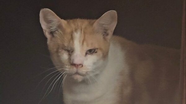 Caringbah Cat Hoarding property