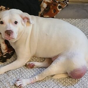 Dot's surgery