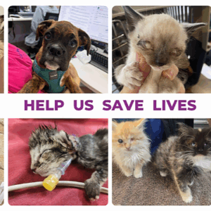 Help us save them