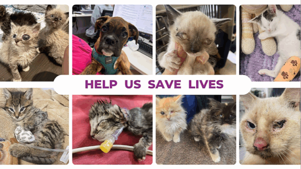 Help us save them