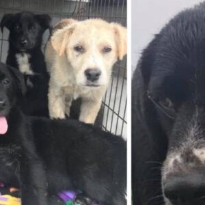 Please help this family get safely to rescue!