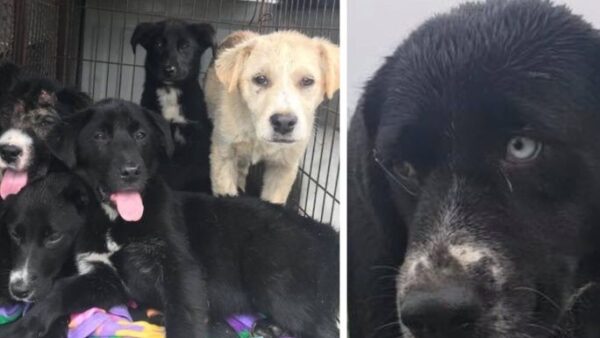Please help this family get safely to rescue!