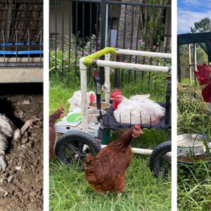 Flock Together - NSW Hen Rescue Needs Your Help!