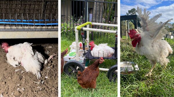 Flock Together - NSW Hen Rescue Needs Your Help!