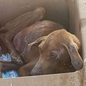 Ciara is really struggling - please help us to help her recover