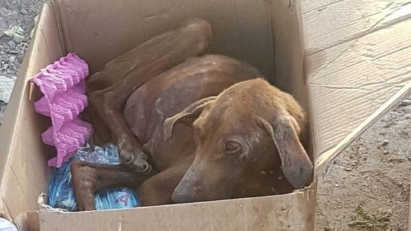 Ciara is really struggling - please help us to help her recover