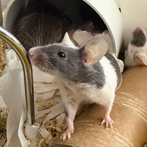 100’s of mice rescued from hoarding case