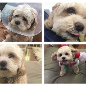 Ralph the Cavoodle still has love to give!