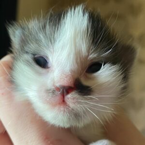 Help Laski find her smile again