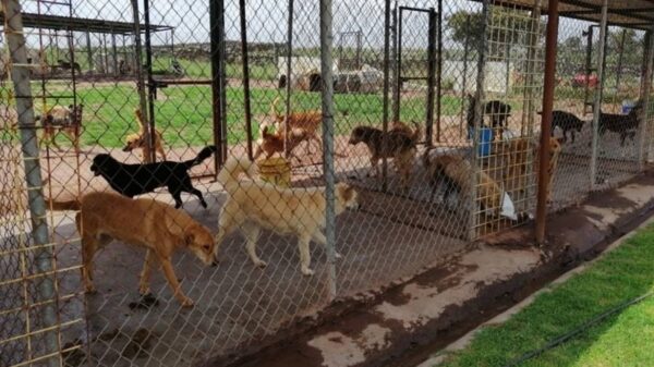 More cages for the dog shelter