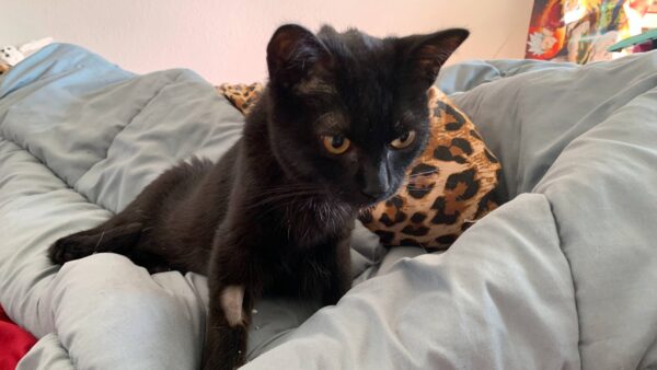 Help save Diego from FIP